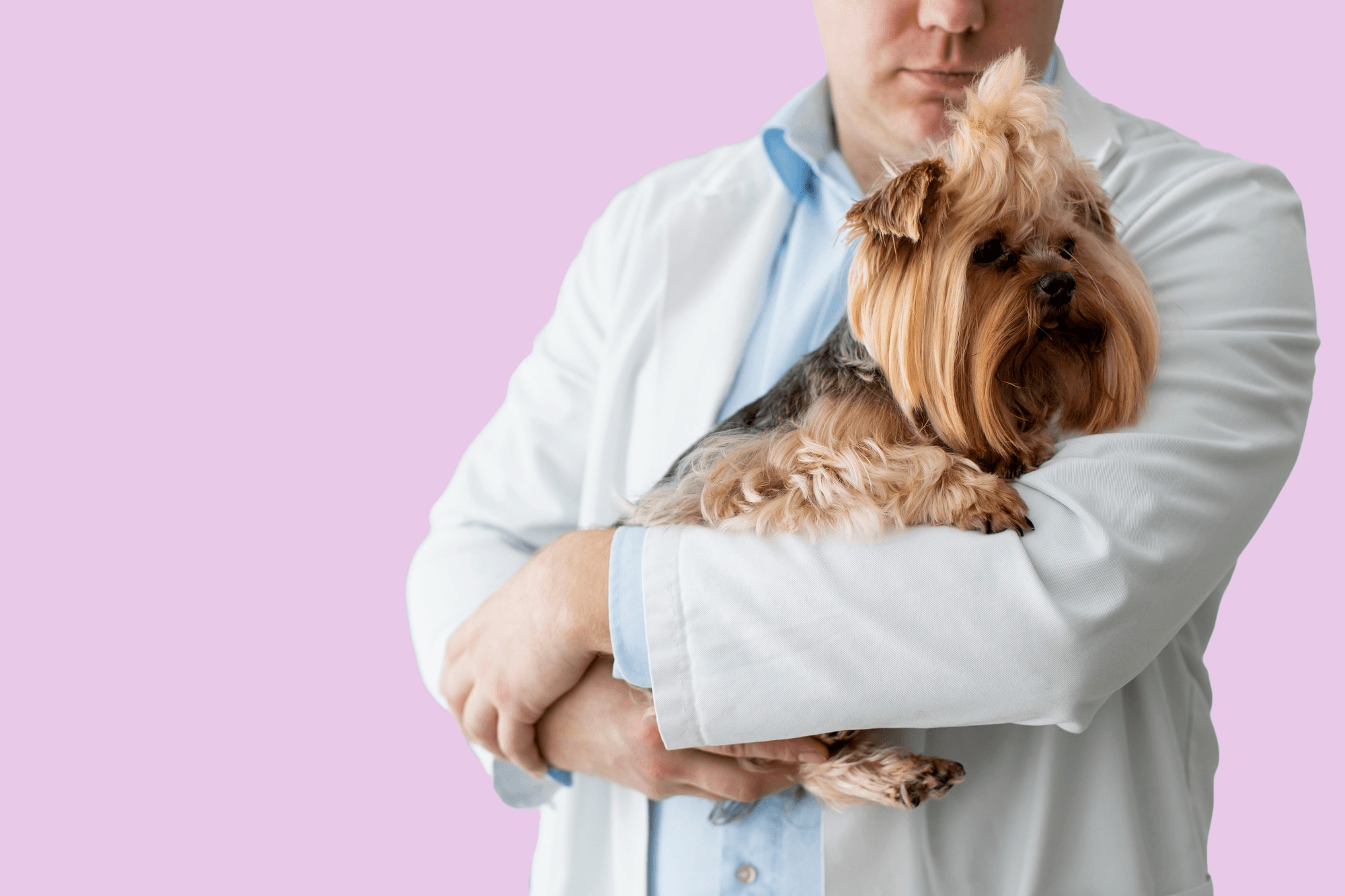 Kidney Disease in Pets Common Prescription Medications for Management