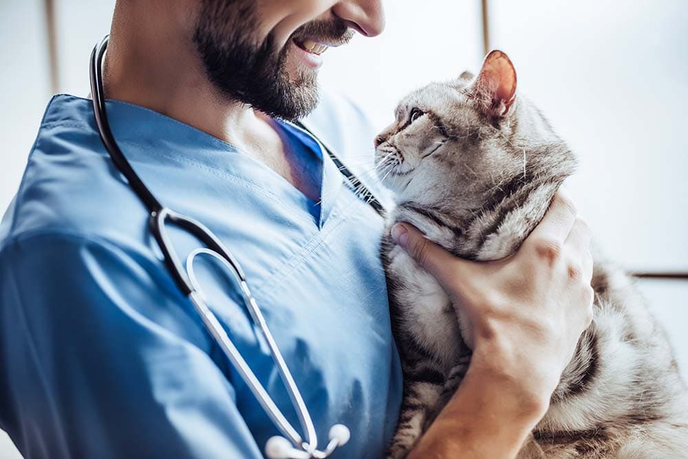 Clomipramine for Cats: Uses, Side Effects, and How to Save